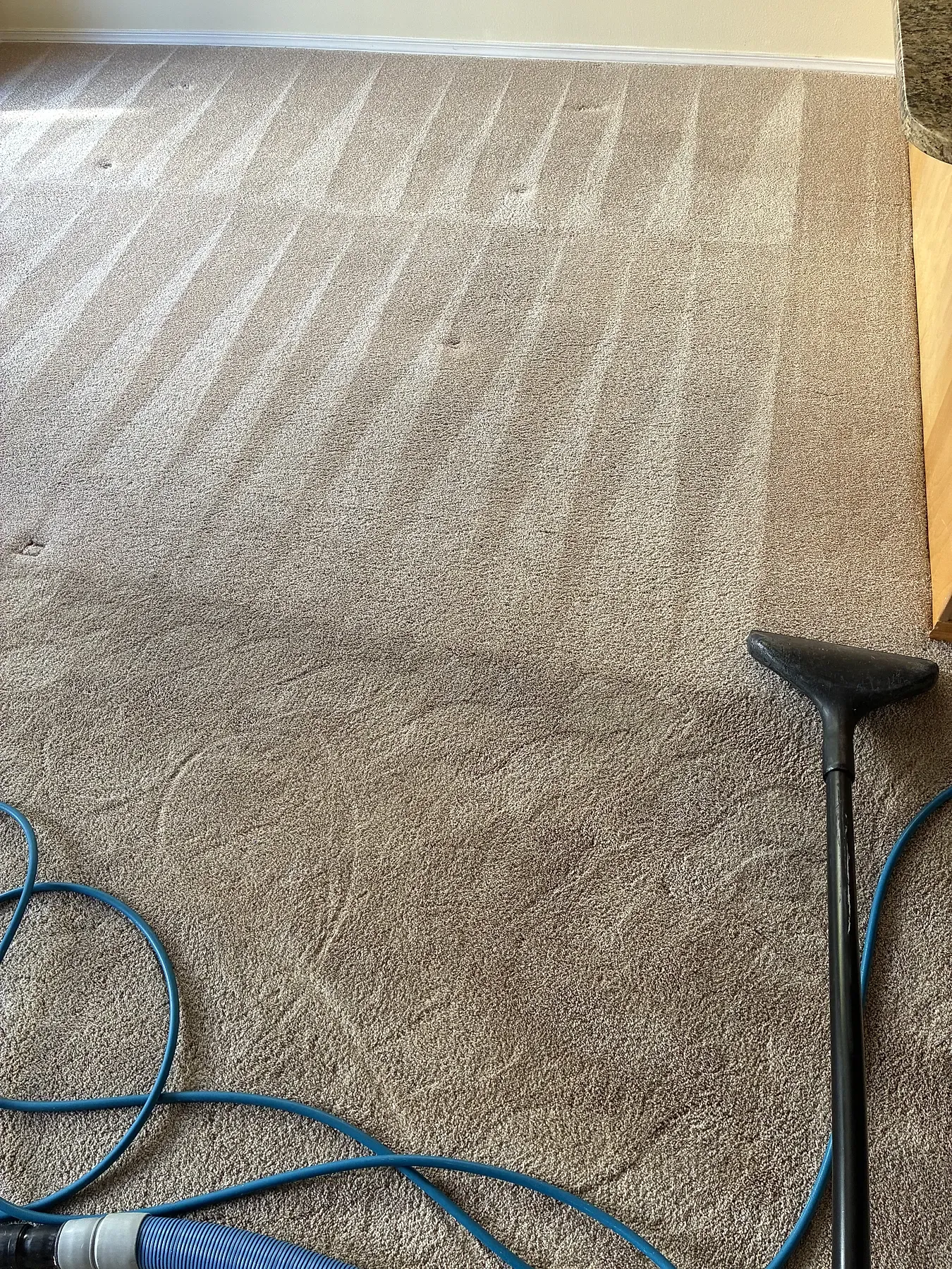 Carpet partway through hot-water extraction, with the cleaning wand on the uncleaned section